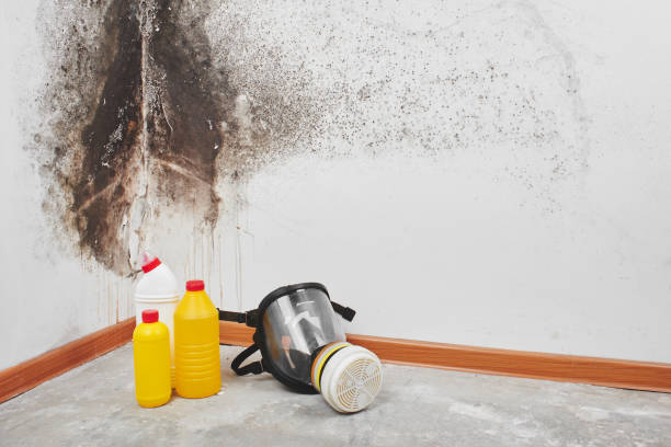Best Attic Mold Remediation in Clawson, MI