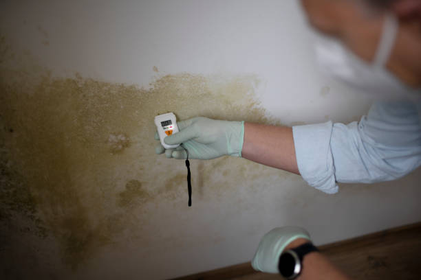 Best Localized Mold Remediation (e.g., coastal areas, humid climates) in Clawson, MI