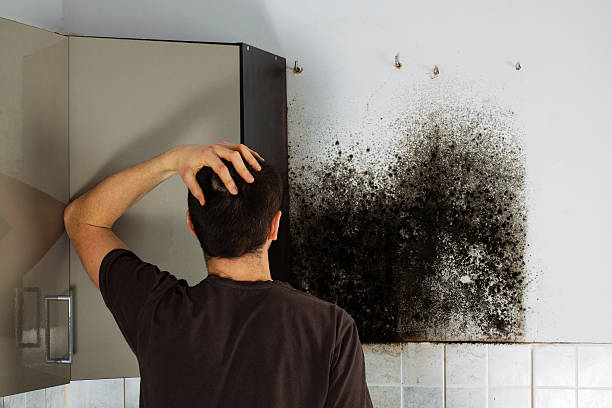 Reliable Clawson, MI Mold Remediation Solutions