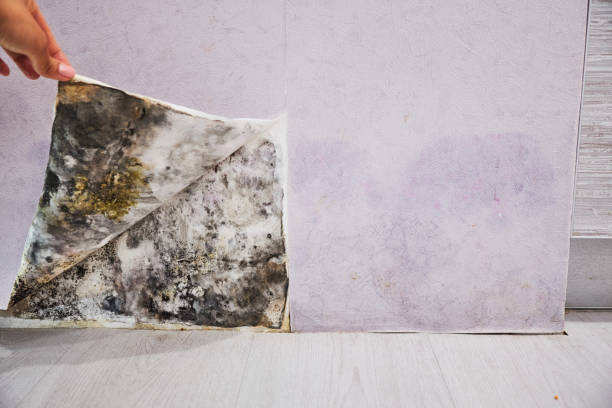 Best Bathroom Mold Remediation in Clawson, MI